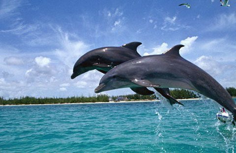 Dolphin Trip (Chargeable Activity)